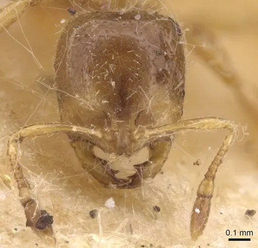 Solenopsis fugax - CASENT0913599