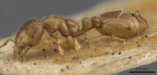 Solenopsis fugax - CASENT0913599
