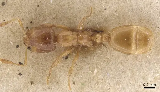 Solenopsis fugax - CASENT0913600