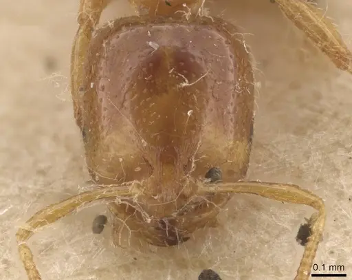 Solenopsis fugax - CASENT0913600