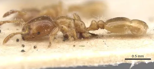 Solenopsis fugax - CASENT0913600