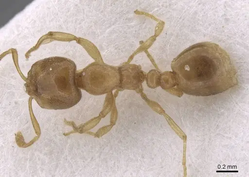 Solenopsis fugax - CASENT0913601