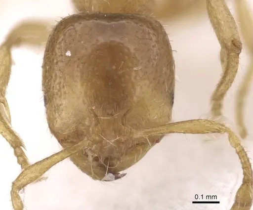 Solenopsis fugax - CASENT0913601