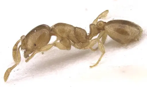 Solenopsis fugax - CASENT0913601