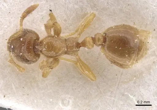 Solenopsis fugax - CASENT0913602