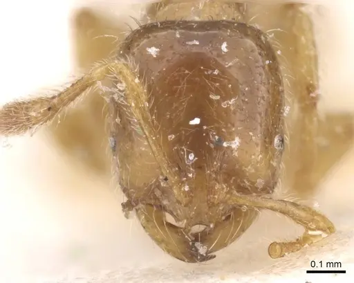 Solenopsis fugax - CASENT0913602