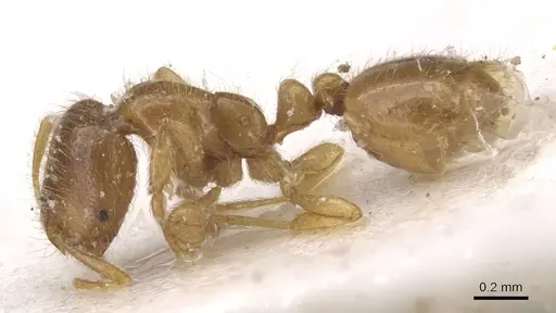 Solenopsis fugax - CASENT0913602