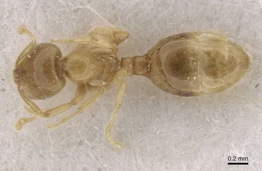 Solenopsis fugax - CASENT0913603