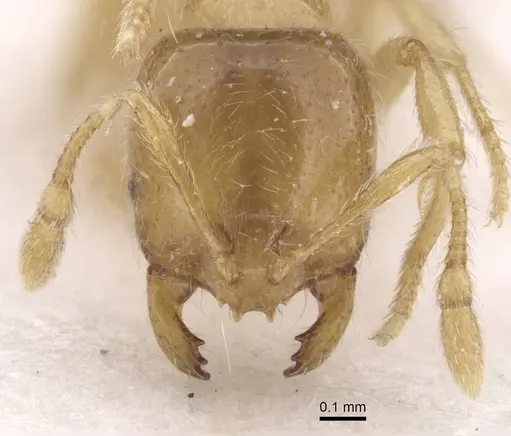 Solenopsis fugax - CASENT0913603