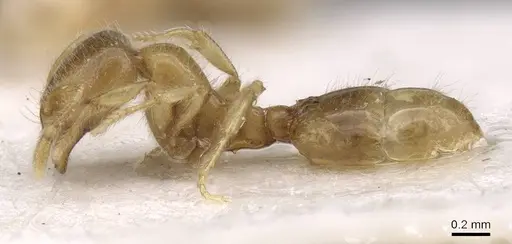 Solenopsis fugax - CASENT0913603
