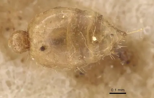 Solenopsis fugax - CASENT0913604