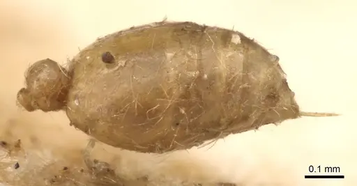 Solenopsis fugax - CASENT0913604