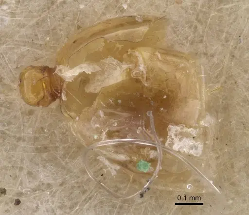 Solenopsis fugax - CASENT0913605