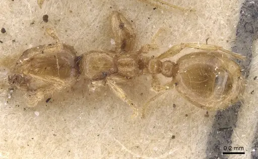 Solenopsis fugax - CASENT0913606