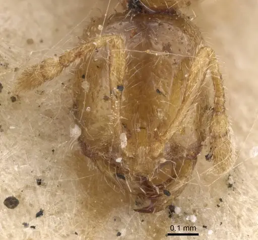 Solenopsis fugax - CASENT0913606