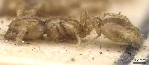 Solenopsis fugax - CASENT0913606