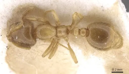 Solenopsis fugax - CASENT0913607