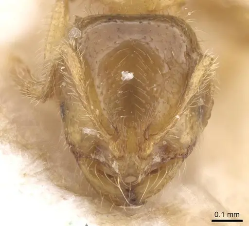 Solenopsis fugax - CASENT0913607