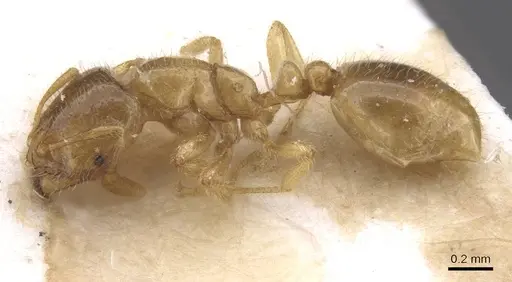 Solenopsis fugax - CASENT0913607
