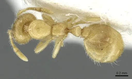 Solenopsis fugax - CASENT0913647