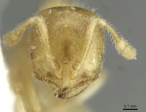 Solenopsis fugax - CASENT0913647