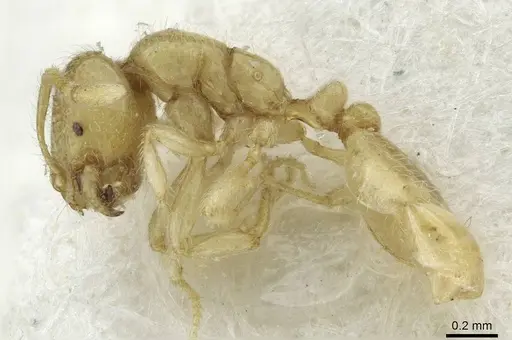 Solenopsis fugax - CASENT0913647