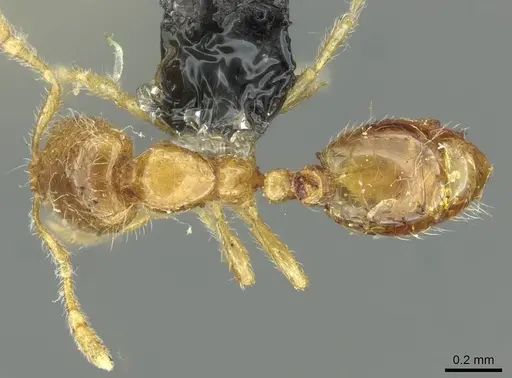 Solenopsis fugax - CASENT0913648