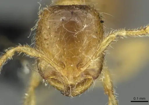 Solenopsis fugax - CASENT0913648