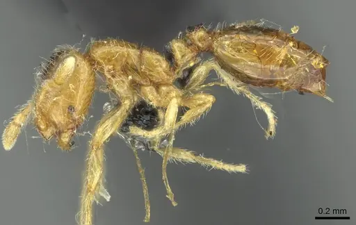 Solenopsis fugax - CASENT0913648
