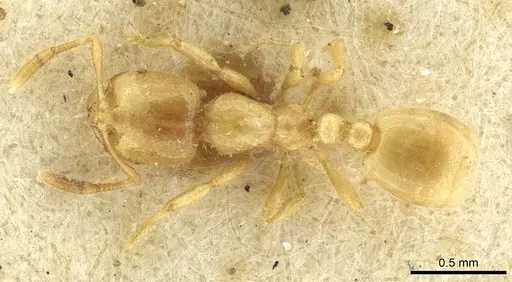 Solenopsis fugax - CASENT0913649