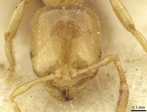 Solenopsis fugax - CASENT0913649