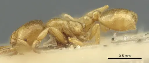 Solenopsis fugax - CASENT0913649