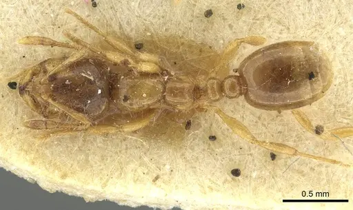 Solenopsis fugax - CASENT0913650