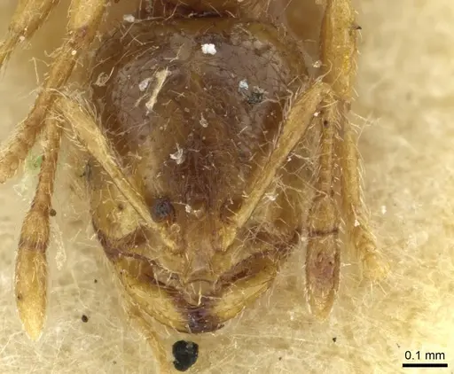 Solenopsis fugax - CASENT0913650
