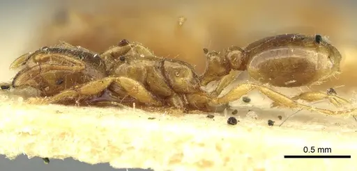Solenopsis fugax - CASENT0913650