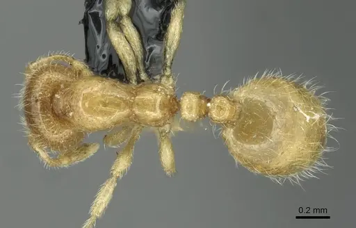 Solenopsis fugax - CASENT0913773