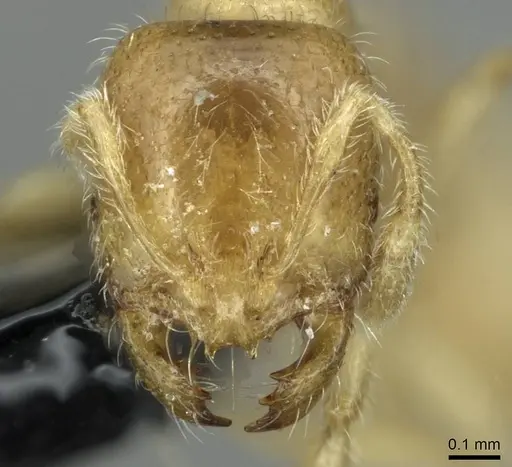 Solenopsis fugax - CASENT0913773
