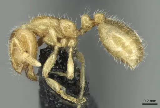 Solenopsis fugax - CASENT0913773