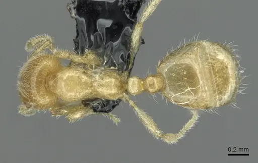 Solenopsis fugax - CASENT0913774