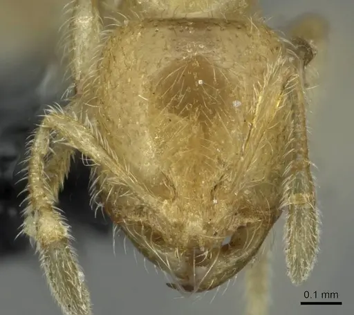 Solenopsis fugax - CASENT0913774