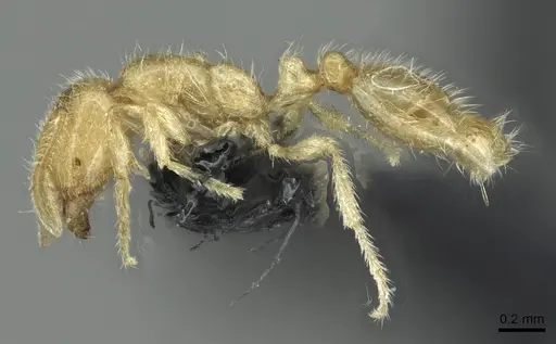 Solenopsis fugax - CASENT0913774