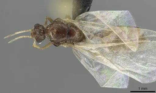 Solenopsis fugax - CASENT0913775