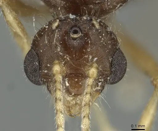 Solenopsis fugax - CASENT0913775