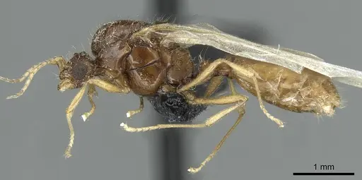 Solenopsis fugax - CASENT0913775