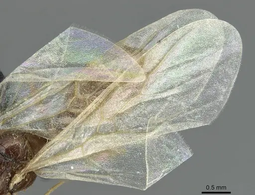 Solenopsis fugax - CASENT0913775