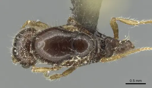 Solenopsis fugax - CASENT0913776
