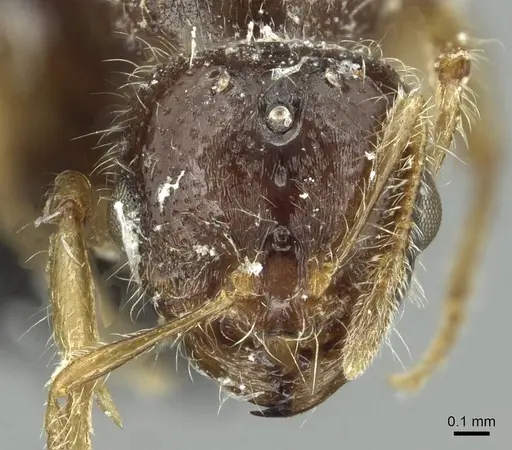 Solenopsis fugax - CASENT0913776