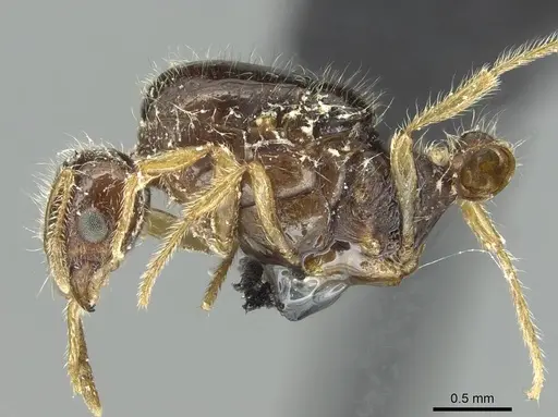 Solenopsis fugax - CASENT0913776