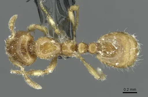Solenopsis fugax - CASENT0913777