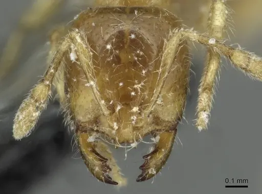 Solenopsis fugax - CASENT0913777